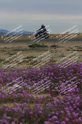 media/Jan-14-2023-SoCal Trackdays (Sat) [[497694156f]]/Turn 14 Exit Bloomig (145pm)/